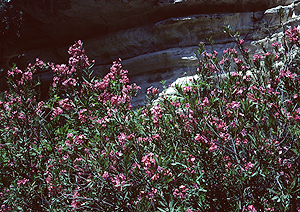 LEICA M3, SUMMICRON 2/50